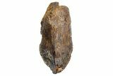 Unworn Triceratops Tooth with Partial Root - Wyoming #356952-1